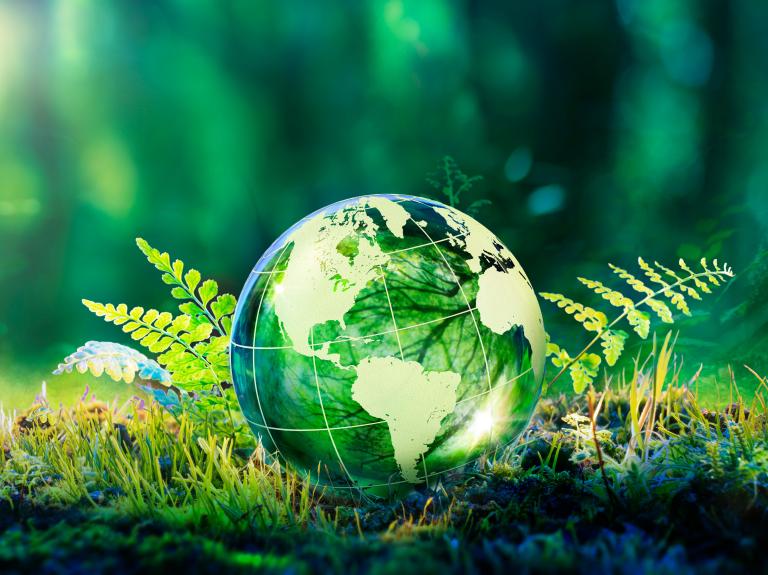A greenish globe sits in the brush on a forest floor