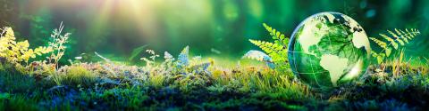 Green forest with globe