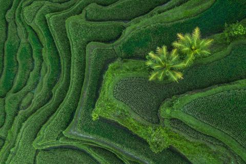From directly above, green terrace fields in Bali, Indonesia